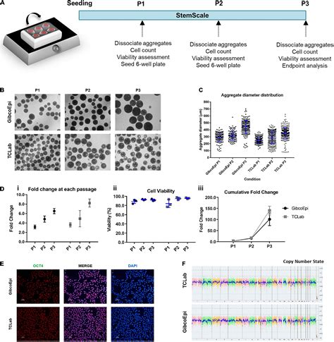 Frontiers A Dynamic 3d Aggregate Based System For The Successful Expansion And Neural