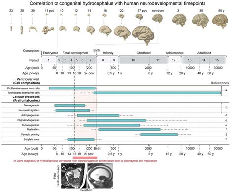 Timeline of key events in human cerebral cortex development and ...