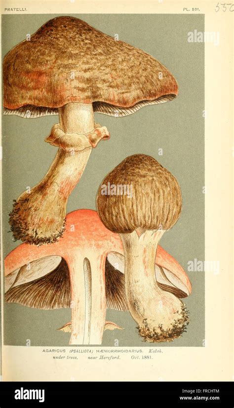 Le Illustrazioni Della British Funghi Hymenomycetes Per Servire Come