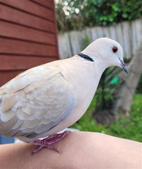 These doves are so pretty : r/PetDoves