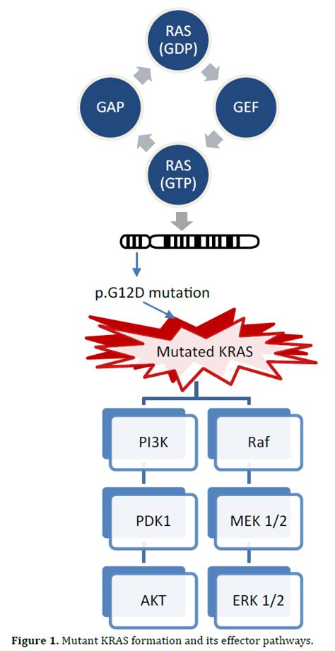 Kras In Pancreatic Cancer