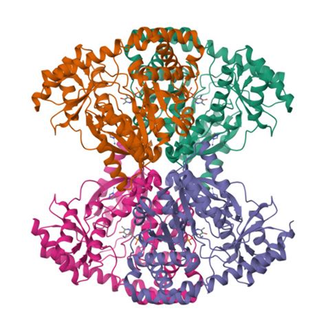 Rcsb Pdb Zc Crystal Structure Of An Archaeal Alanine Glyoxylate