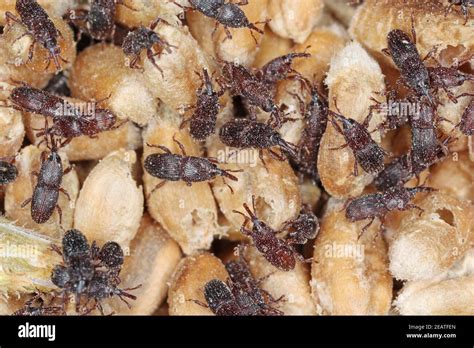 Wheat Weevil Sitophilus Granarius Beetle On Damaged Grain Stock Photo