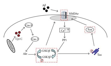 The role of GSK3β and Fyn during AD related neurodegeneration and