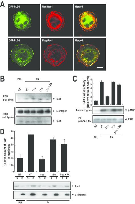 Pld Activity Regulates Rac Membrane Targeting A Cells Were