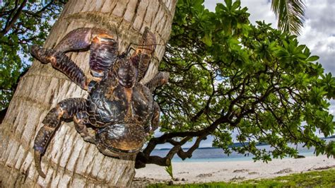 Island Giants 16 Things You Never Knew About Coconut Crabs