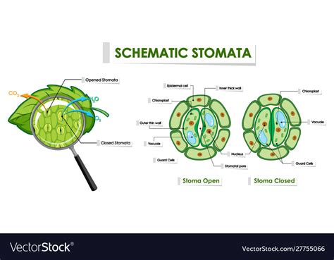 Stomata Diagram Labeled