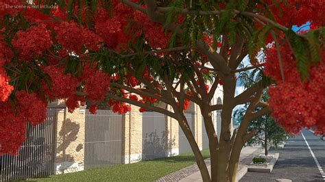 Delonix Regia Tree 3d Model 39 3ds Blend C4d Fbx Ma Obj Max