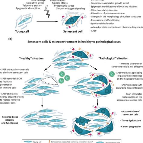 The Link Between Endometrial Stromal Cell Senescence And