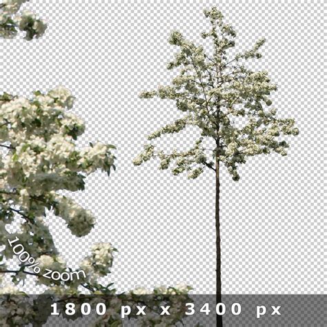 Cutout Trees V Architecture Visualization