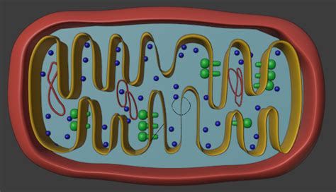 Mitochondria Animal Cell 3D Model - TurboSquid 1638982