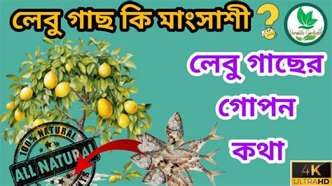 লেবু গাছ কি মাংসাশী লেবু গাছের গোপন কথা বিস্তারিত জানতে দেখুন