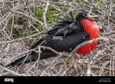 gular skin  res stock photography  images alamy
