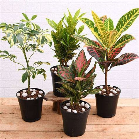 Buy Top 4 Colorful Foliage House Plants For Indoor Decoration Online