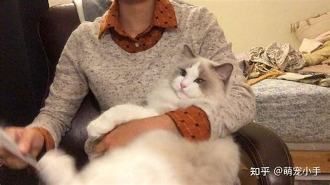 为什么“布偶猫”逐渐退出宠物圈？网友：这几点很遭人嫌弃 知乎