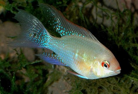 Longfin German Blue Rams Job Porn