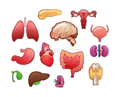 Set Of Icons For Human Internal Organs Stock Vector Illustration Of