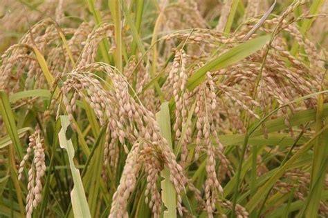 Higher palay output still expected this year | Philstar.com