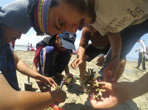 Edhaw S Blog Transplantasi Terumbu Karang Di Pantai Ai Lemak Tanjung