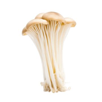 Isolated Enoki Mushroom Cutout On White Background Isolated Png