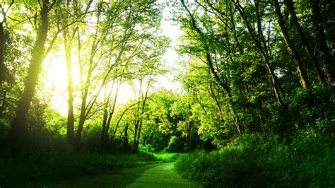 Images Gratuites Paysage Arbre La Nature Chemin Herbe Soleil