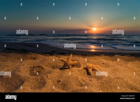 Sunrise On The Beach Shells In Closeup Stock Photo Alamy