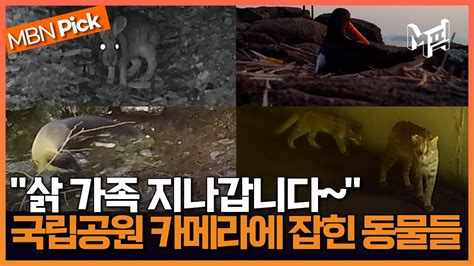 계묘년 주인공 멧토끼부터 식빵 굽는 삵까지 국립공원 카메라에 포착된 멸종위기 야생생물 엠픽 Youtube