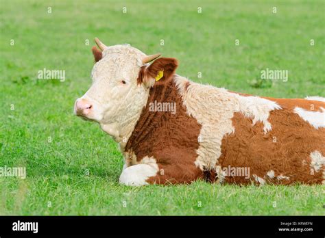 Hereford cattle breeding hi-res stock photography and images - Alamy