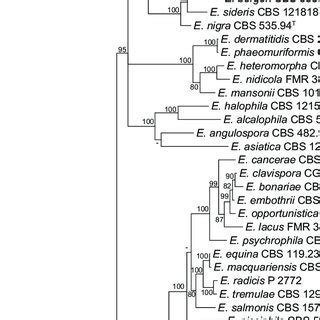 Phylogenetic Tree Derived From Bayesian Analysis Based On Combined