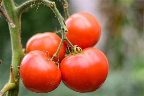 Plantar Tomate A Partir Das Rodelas Do Fruto M Todo F Cil De Cultivo