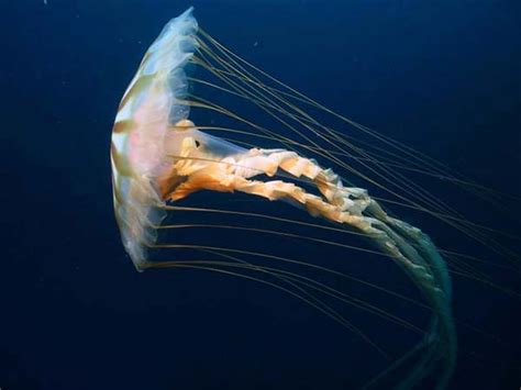 Chrysaora jellyfish close-up image - Free stock photo - Public Domain photo - CC0 Images