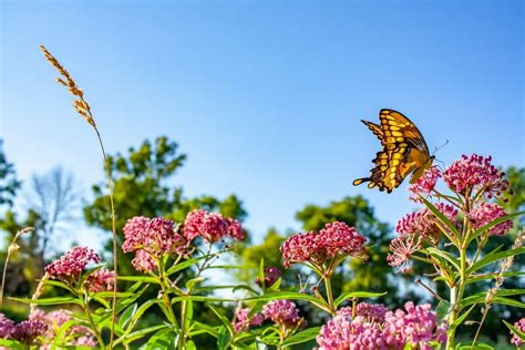 Year After Year: 10 Perennial Wildflowers That Steal the Show - Petal ...