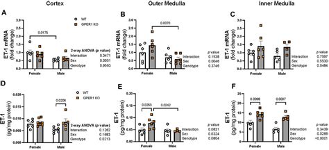 Frontiers G Protein Coupled Estrogen Receptor 1 Regulates Renal Endothelin 1 Signaling System