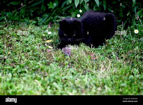 Gato negro cazando un ratoncito de campo Fotografía de stock Alamy