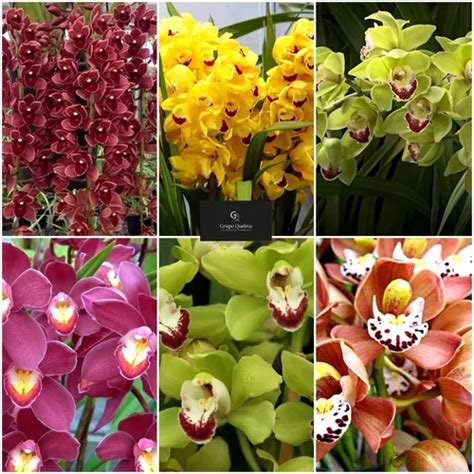 Kit 12 Mudas De Orquidea Cymbidium Lindas Frete Grátis Parcelamento