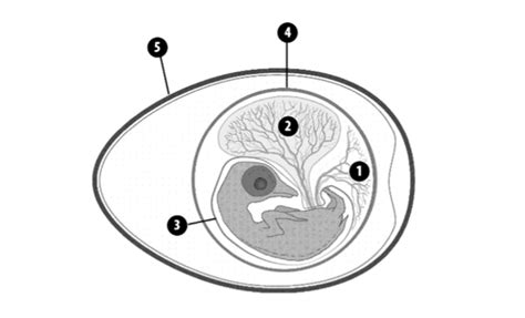 Egg Diagram Diagram Quizlet