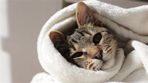 Why Do Cats Lick Blankets Harmless Fun Or Harmful Habit