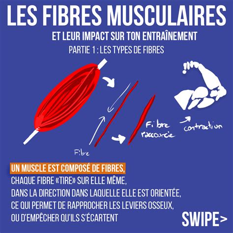 Panodyssey Les fibres musculaires et leur impact sur ton entraînement