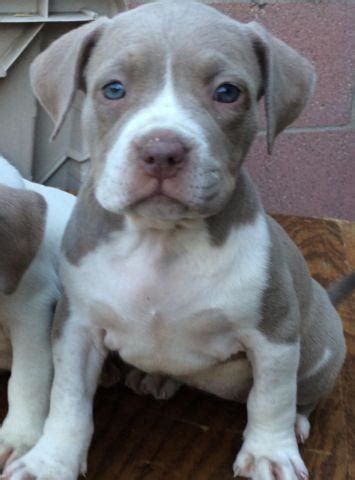 UKC Fawn Gottiline Pitbulls for Sale in Los Angeles, California ...