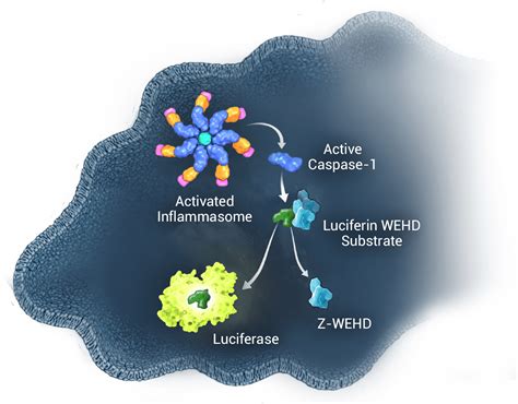 Caspase-Glo® 1 Inflammasome Assay