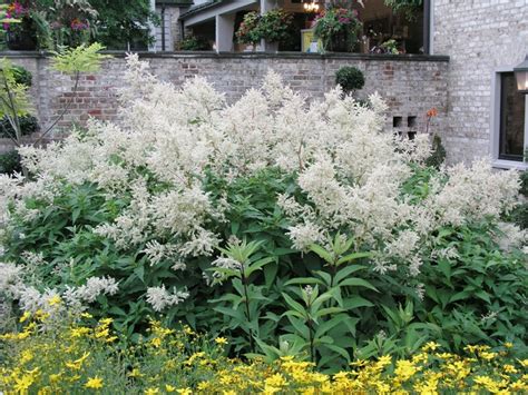 Persicaria Polymorpha Giant Fleece Flower Garden Center Marketing