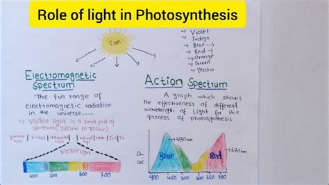 Role Of Light In Photosynthesis Electromagnetic Spectrum And Action Spectrum Youtube