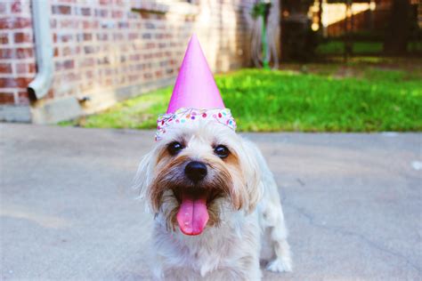 100 Heartwarming Quotes to Celebrate Your Pet's Birthday – Better Ask ...