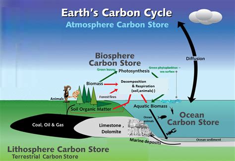 Carbon Cycle; Carbon Mineralization