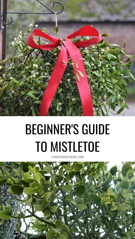 Beginners Guide To Mistletoe Every Question About Mistletoe Answered