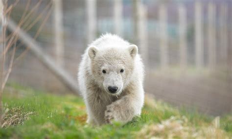 First Glimpse Of Polar Bear Cub Born At Highland Wildlife Park