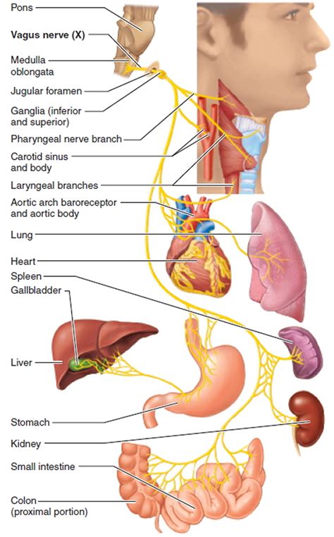 Vagus Nerve Branches