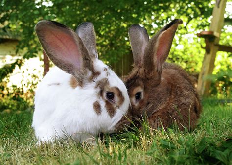 Cute Brown Rabbits