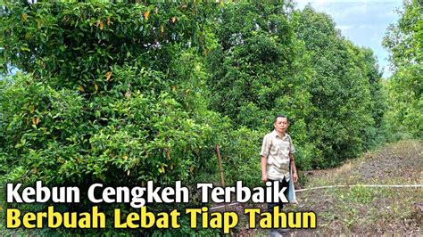 Berbuah Lebat Tiap Tahun Begini Cara Budidaya Cengkeh Ala Masternya