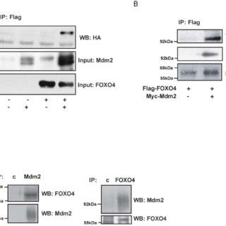 Mdm2 Interacts With FOXO4 A HA FOXO4 And Flag Mdm2 Were Co Expressed